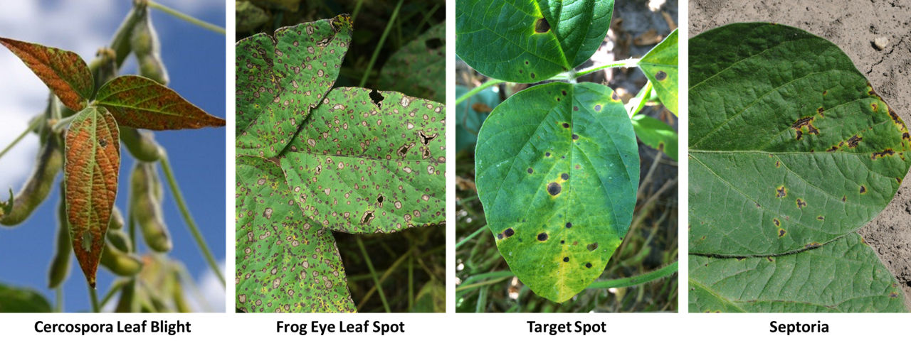 Disease symptoms of frogeye leaf spot, Cercospora, target leaf spot, and Septoria brown spot (Septoria brown spot image courtesy of Darin Eastburn, University of Illinois). 